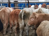 Cattle (batch, sex not specified), Limousin cow — photo 4