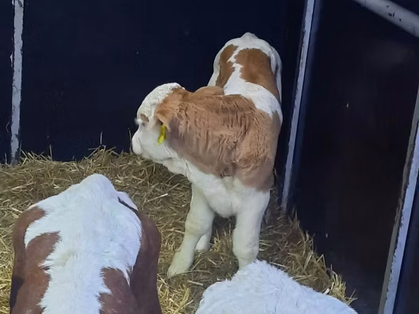Bull, Simmental cattle — Poland