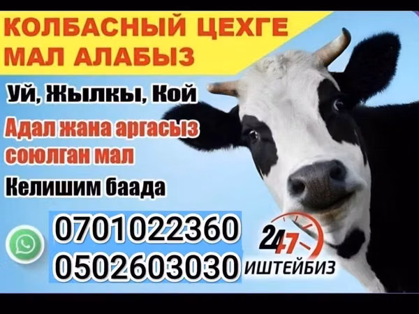 Cow, Russian Black pied cattle — Kyrgyzstan