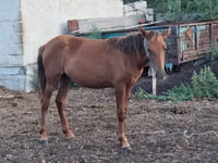 Kuda betina, Horses — foto 4