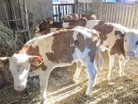 母牛, Simmental cattle — 照片 3