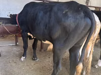 Toro, Razza Holstein — foto 2