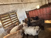 Ram, Sheep — photo 1