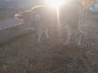 雌牛, Swiss cattle — 写真 4