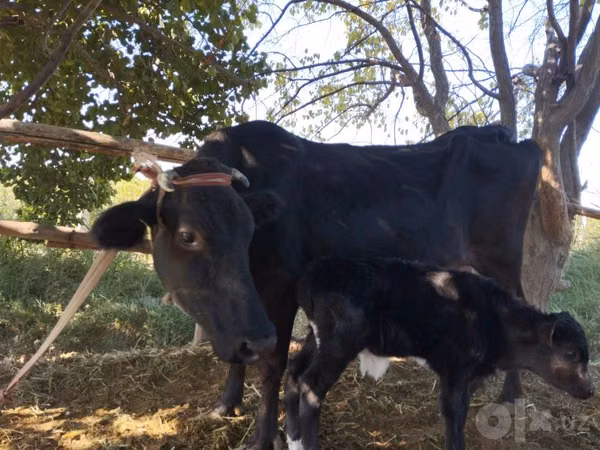 Cow, Cattle — Uzbekistan
