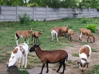 Får (parti, kön ej angivet), Cameroon sheep — foto 2