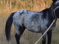 घोड़ा, Kazakh horse — फ़ोटो 2