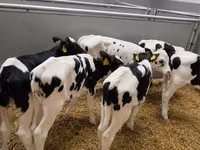 گاو نر, Simmental cattle — عکس 2