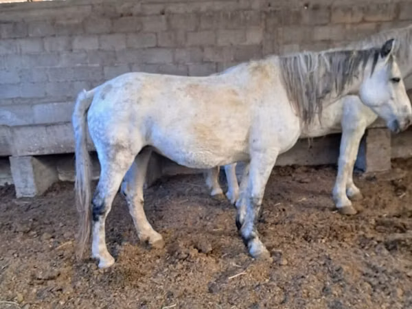 ঘোটকী, Arabian horse