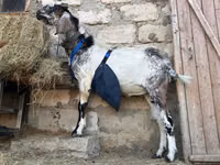 Cabro, Nubian Goat — foto 4