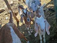 Goat, Nubian Goat — photo 2