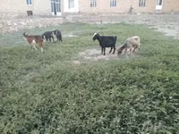 بز ماده, بز — عکس 7