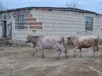 Корова, Swiss cattle — фото 2