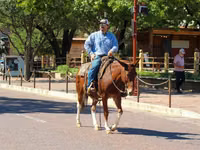 Horse (M), Mule — photo 4