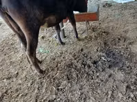 Tehén, Aberdeen-Angus — 2. fotó