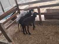 Sheep, Sheep — photo 2