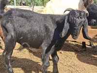 Billy Goat, Anatolian Black goats — photo 1