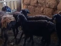 Ido (xirmo, jins lama sheegin), Sheep — sawirka 1