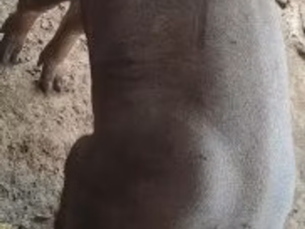 Boar,  — Hungary