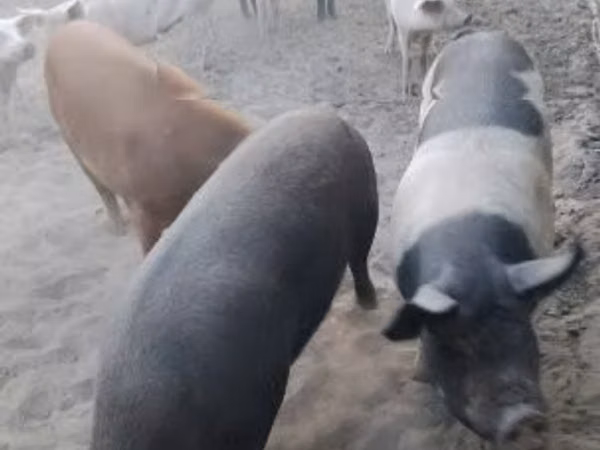 Sow, Pigs — Hungary