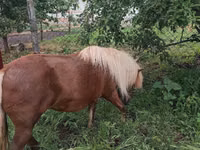 კვიცი, Australian Pony — ფოტო 4