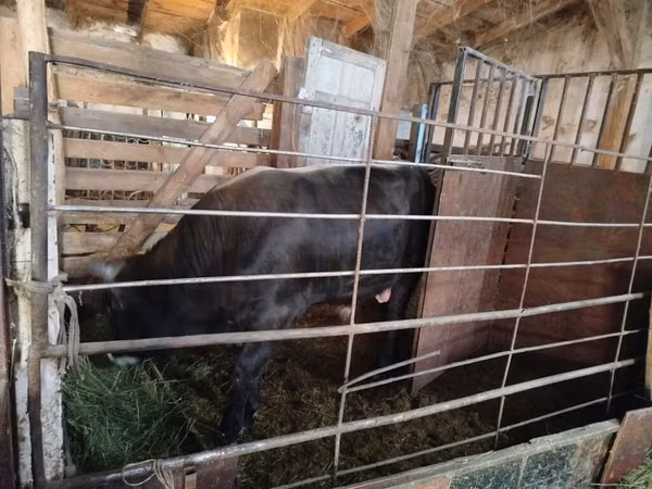 Bull, Aberdeen-Angus — Kyrgyzstan