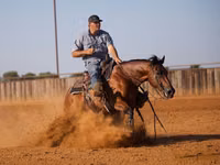 公马, Quarter Horse — 照片 8