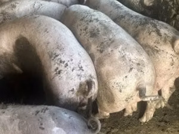 Scrofa, Maiali — Ungheria
