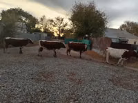 Гов, Simmental cattle — акс 1