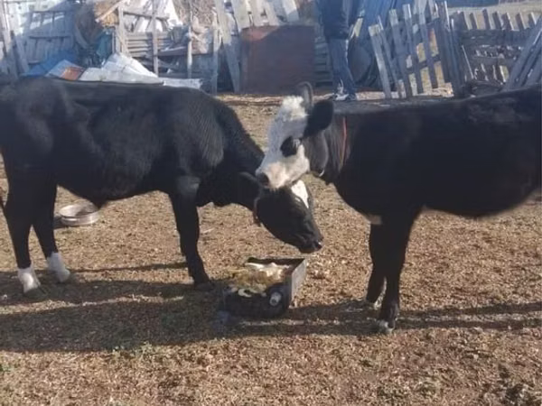Bull, Kazakh White-headed cow — Kazakhstan