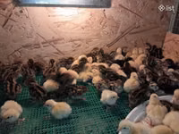 Quails — photo 4