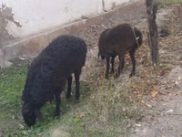 பெண் ஆடு, ஆடுகள் — புகைப்படம் 3