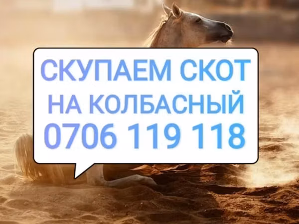 Horse (M), Horses — Kyrgyzstan