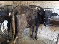 Vache, Bovins — photo 1