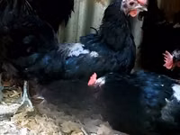 Australorp — Foto 2
