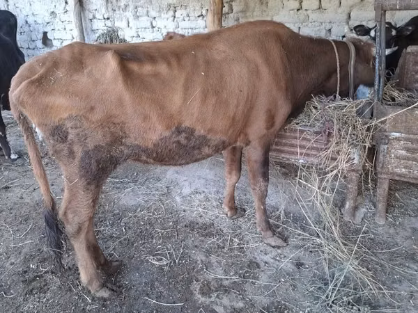 Cow, Cattle — Uzbekistan