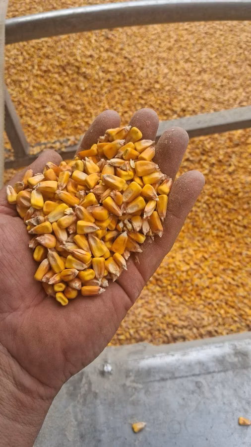 Porumb cu librare acasa 4,40 lei/kg