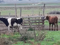 Bull, Cattle — photo 2