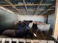 Ram, Rhon sheep — photo 2