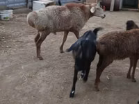แกะตัวผู้, Hissar sheep — รูปภาพ 2