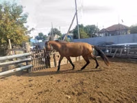 اسب نر, Mugalzhar horse — عکس 7