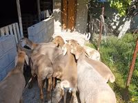 Sheep, Arashan sheep — photo 2