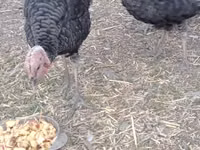 Turkeys — ছবি 3