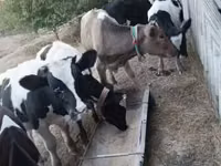 Bull, Russian Black pied cattle — photo 2