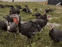 Turkeys — sawirka 1