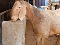 Ram, Arashan sheep — photo 1