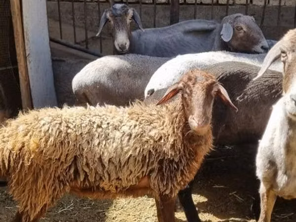 Sheep, Sheep — Uzbekistan
