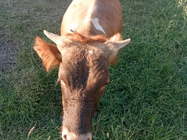 Bull, Cattle — Kazakhstan