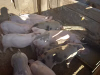 Sow, Pigs — photo 3