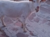Goat, Saanen goat — photo 1